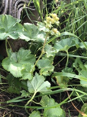 Alchemilla subcrenata