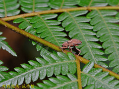 Cryptoderma formosense