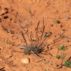 Tripogonella loliiformis