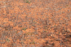 Tripogonella loliiformis