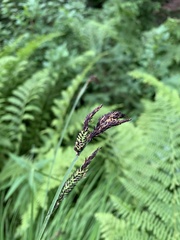 Carex scopulorum