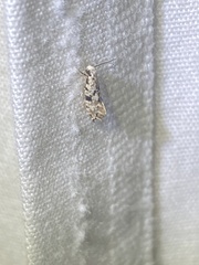 Nemapogon auropulvella