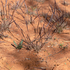 Tripogonella loliiformis