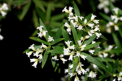 Styphelia leptospermoides