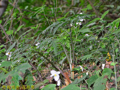 Sceptridium formosanum