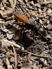 Palmodes praestans