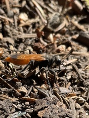 Palmodes praestans
