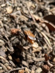 Palmodes praestans