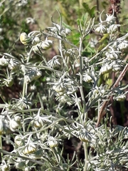 Artemisia jacutica