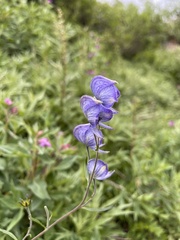 Aconitum delphiniifolium