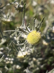 Artemisia jacutica