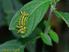 Narosoideus flavidorsalis