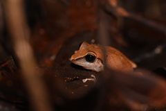 Pristimantis reichlei