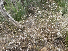 Eriogonum spergulinum