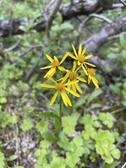 Senecio lugens