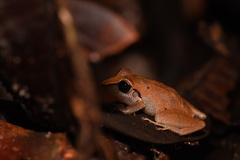 Pristimantis reichlei