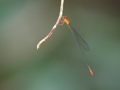 Teinobasis rufithorax