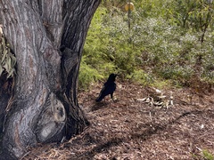 Corvus coronoides perplexus