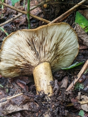 Lactarius olivaceoumbrinus