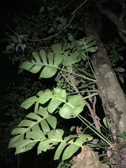 Monstera spruceana
