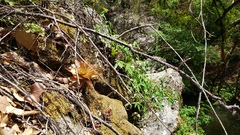 Echeveria dactylifera