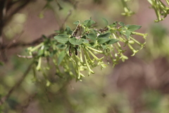 Bouvardia longiflora