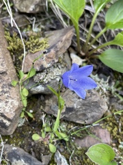 Campanula lasiocarpa