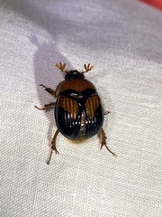 Bolbocerosoma farctum