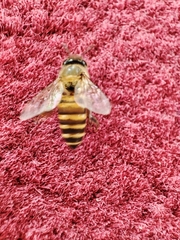 Apis cerana