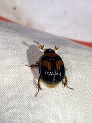 Bolbocerosoma farctum