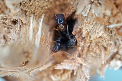 Colobopsis nipponica