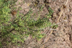 Bouvardia longiflora