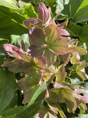 Helleboreae
