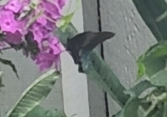 Papilio troilus