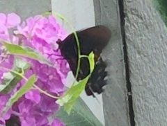 Papilio troilus