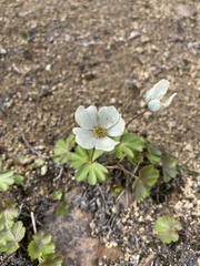 Anemonastrum sibiricum