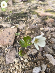Anemonastrum sibiricum