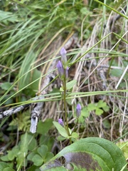 Gentianella propinqua