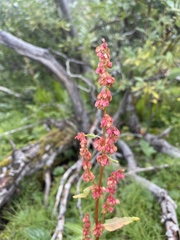 Rumex arcticus