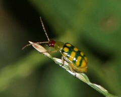 Diabrotica balteata