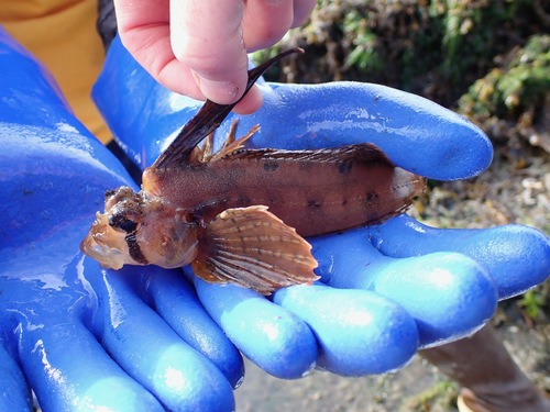 Sailfin sculpin (Nautichthys oculofasciatus) — Hemitripteridae — 2