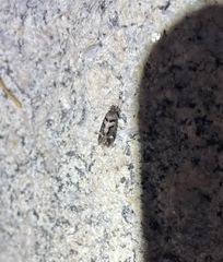 Pseudochelaria manzanitae