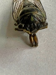 Neotibicen lyricen
