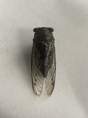 Neotibicen lyricen