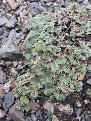 Potentilla × villosula