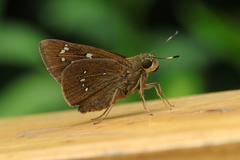 Pelopidas assamensis