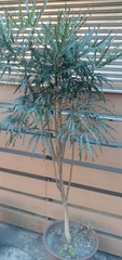 Plerandra elegantissima