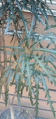Plerandra elegantissima