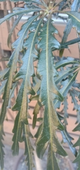 Plerandra elegantissima