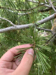 Cronartium ribicola